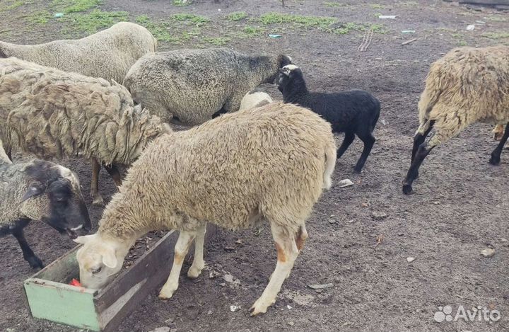 Овцы бараны романовские