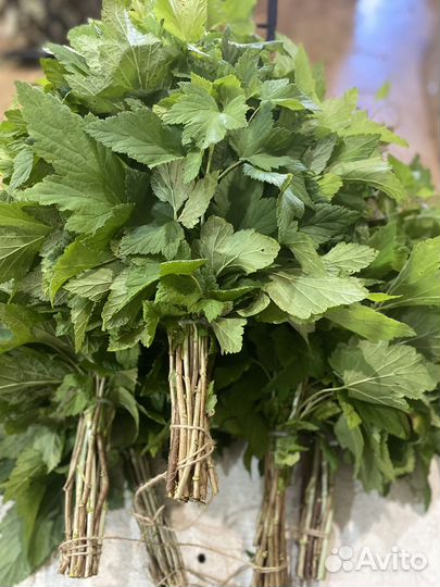 Веник смородиновый 10 шт