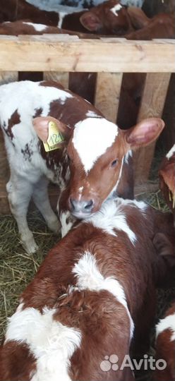 Телята бычки тёлки доставка бесплатно