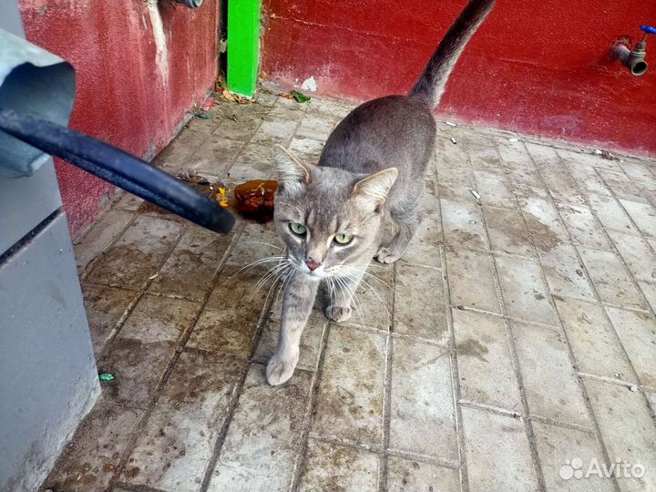 Ищем дом для кота
