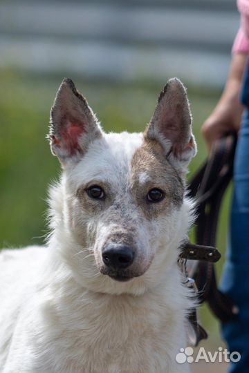 Собака в добрые руки бесплатно