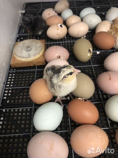 Инкубационное яйцо