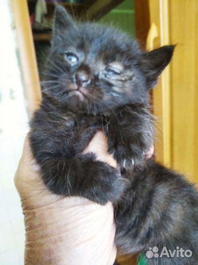 Котенок-найденыш