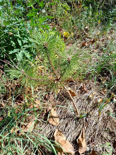 Хвойные растения