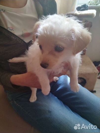 Маленькая собака в добрые руки