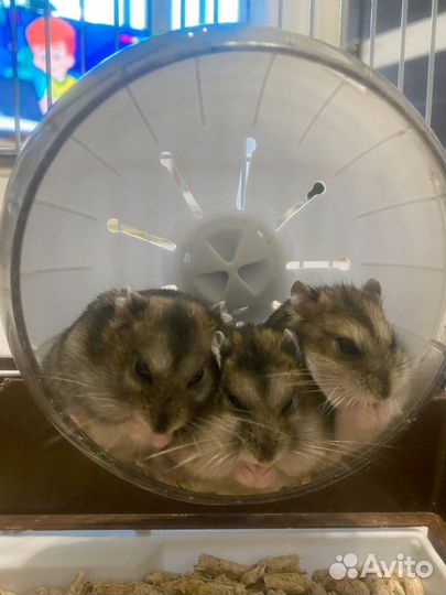 Джунгарский хомяк