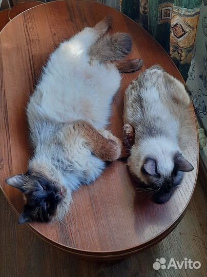 Котоняня на вашей территории