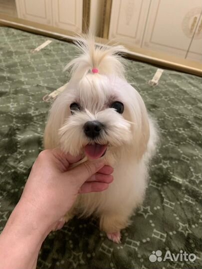 Девочка мальтийской болонки