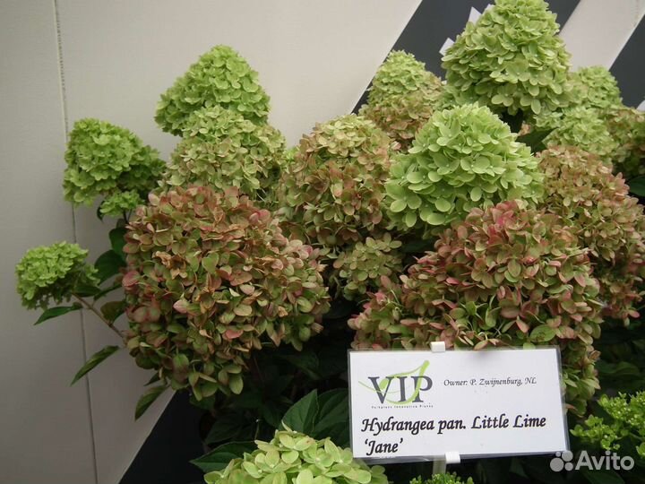 Бон файер гортензия, пиксио, самарская лидия