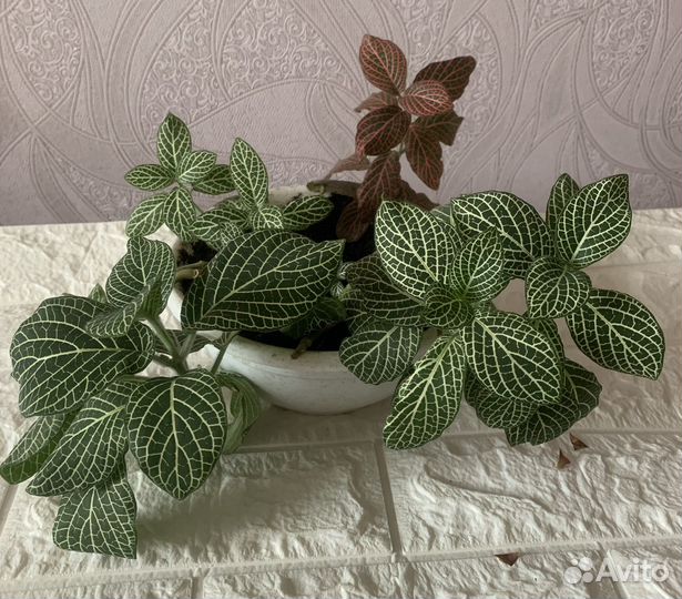 Фиттония 2 цвета