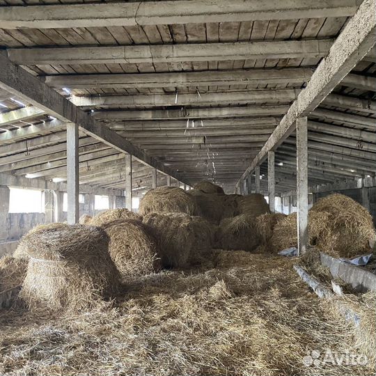 Сено салома