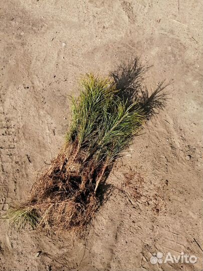 Сеянцы и сосны