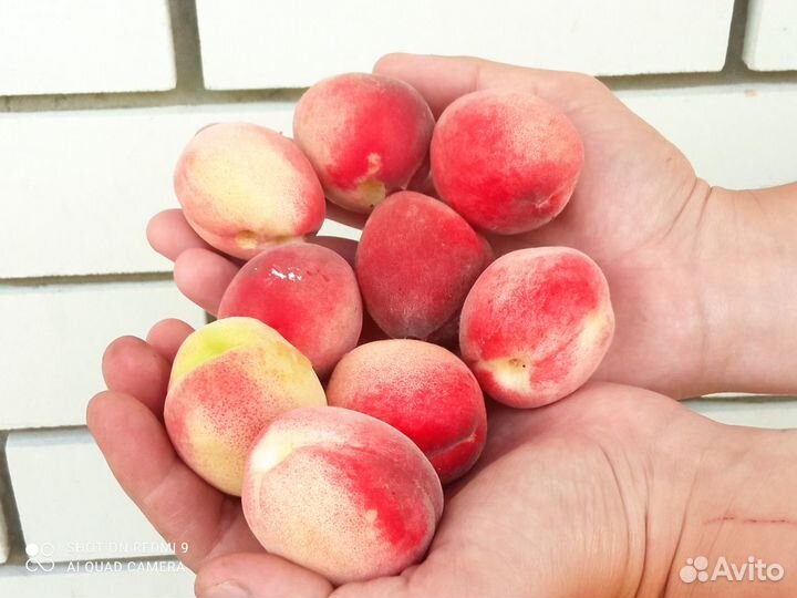 Саженцы новые перспективные сорта