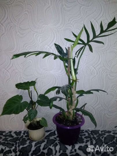 Филодендрон лучистый