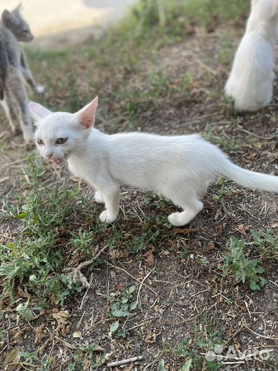 Котята отдам в добрые руки бесплатно