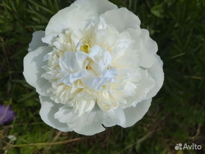 Пионы корни