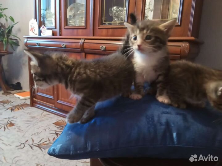 Кошка в дар