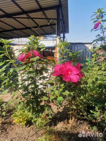 Гибискус травянистый