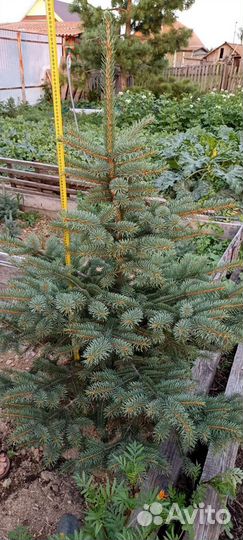 Красавицы ели