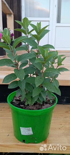 Гортензия метельчатая бобо