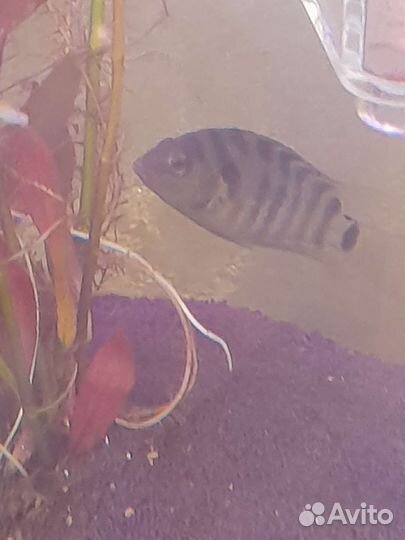 Живая рыба Цихлозома чёрнополосая, Королёв
