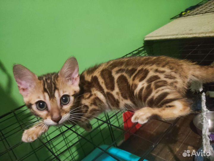 Бенгальские котята
