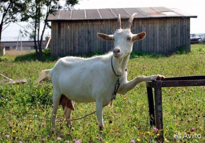 Козье молоко