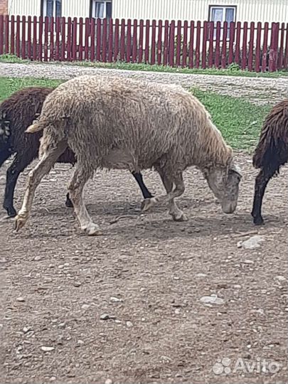 Овцы бараны