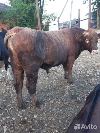 Быки на мясо