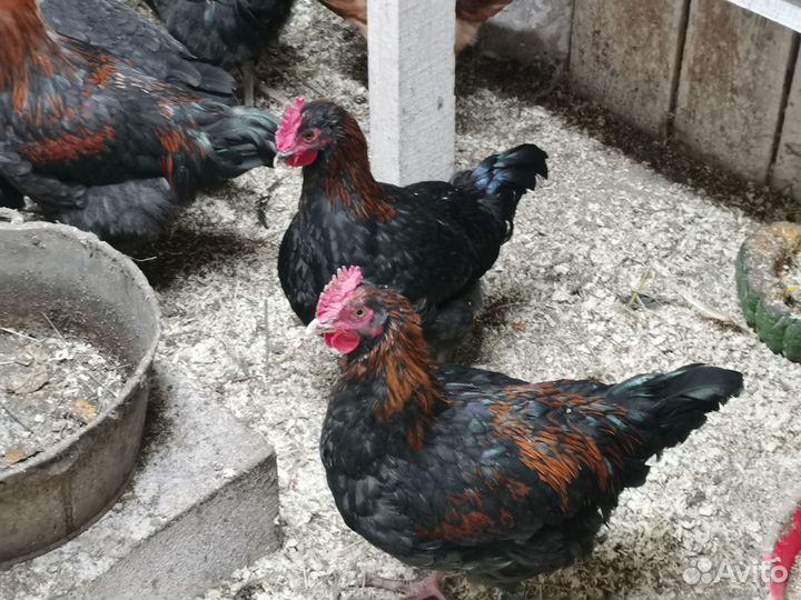 Петух маран черно медный
