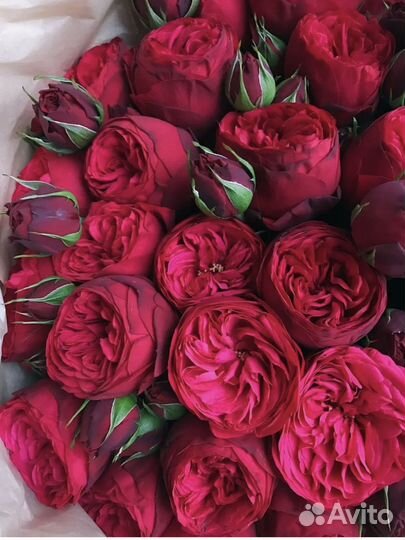 Кустовые розы пионовидные Ставрополь