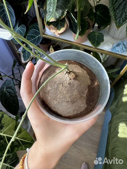 Стефания эректа