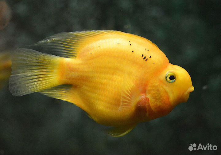 Рыбки попугай красный/жёлтый