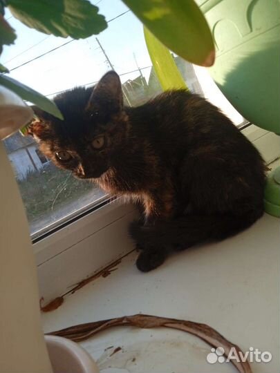 Кошка в дар