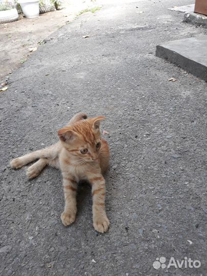 Отдам в добрые руки милых котят