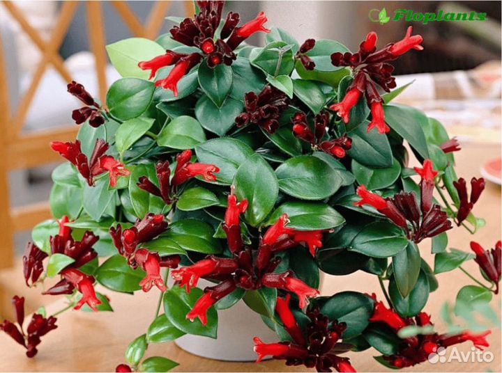 Фикус панда