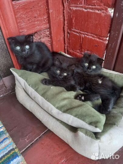 Кошки породистые бесплатно