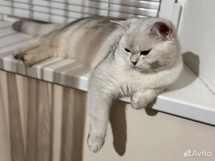 Кот на вязку