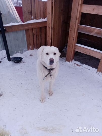 Вязка. Порода Алабай