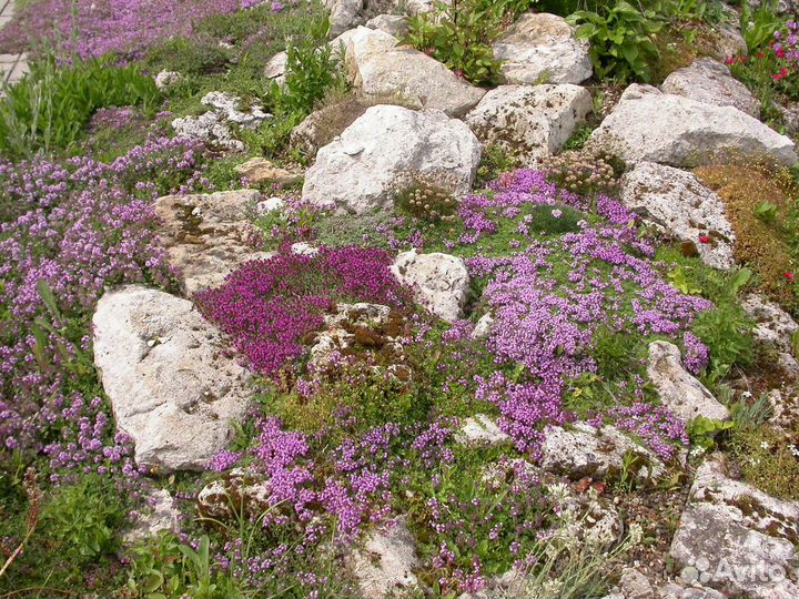 Набор из 5 тимьянов