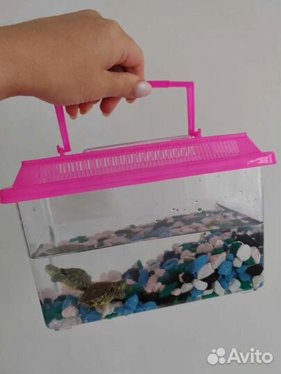 Черепаха красноухая