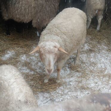 Продаём овечек барашек живым весом