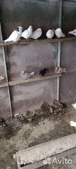 Бойные голуби