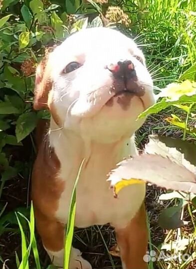 Амстафф, мальчик с документами