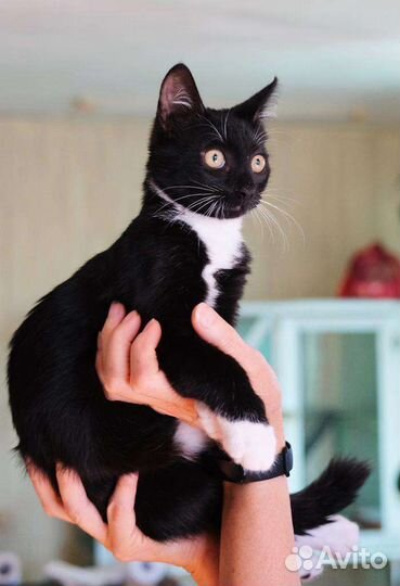 Малыш котик в добрые руки