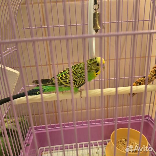 Волнистый попугай