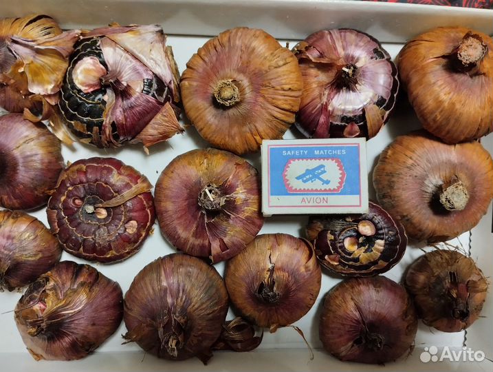 Луковицы бордовых гладиолусов