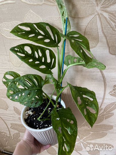 Комнатное растение Монстера Манки