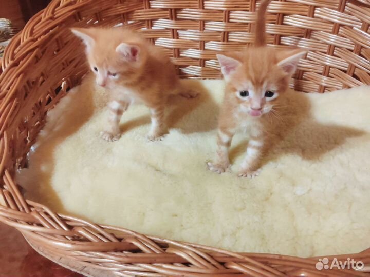 Котята