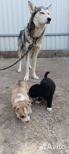 Щенки хаски в добрые руки